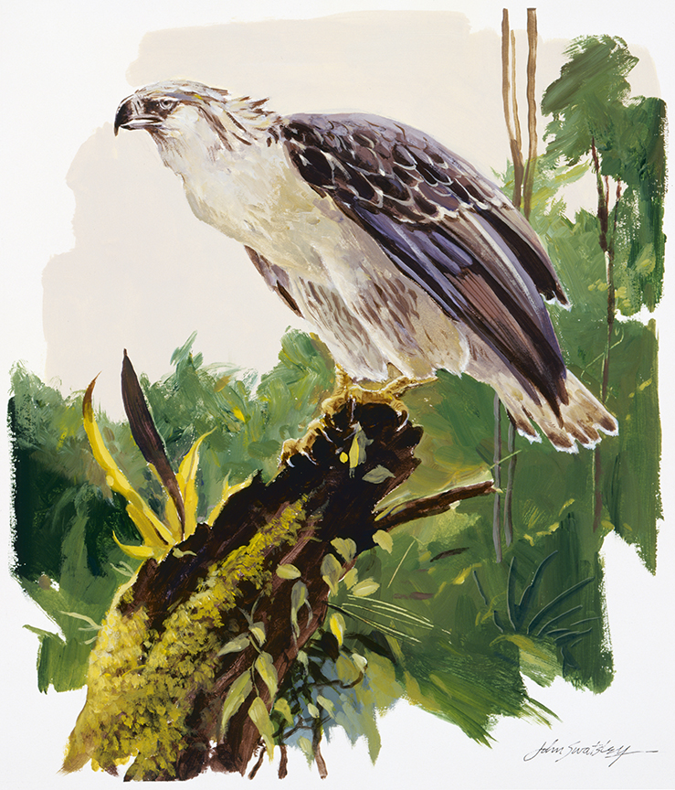 WRSH – Wildlife – Phillipine Eagle by John Swatsley B09489 © Wind River Studios Holdings, LLC