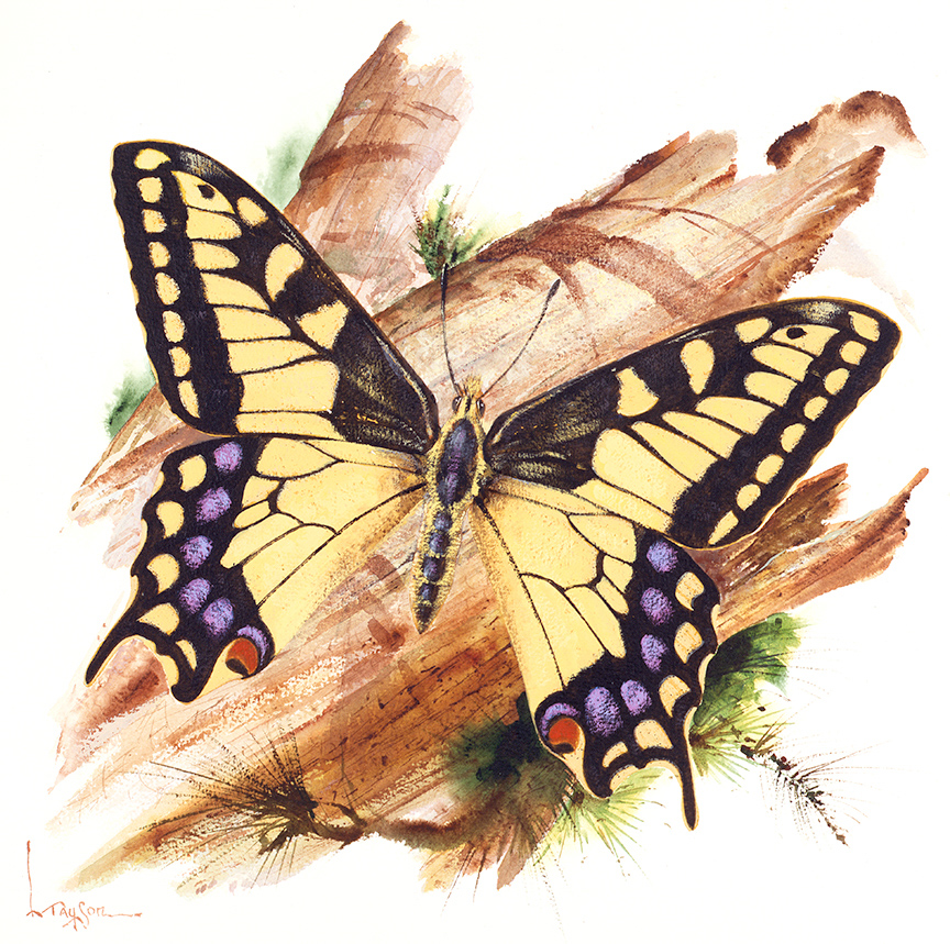 WRSH – Wildlife – Swallowtail Butterfly by Lyle Tayson B05119 © Wind River Studios Holdings, LLC