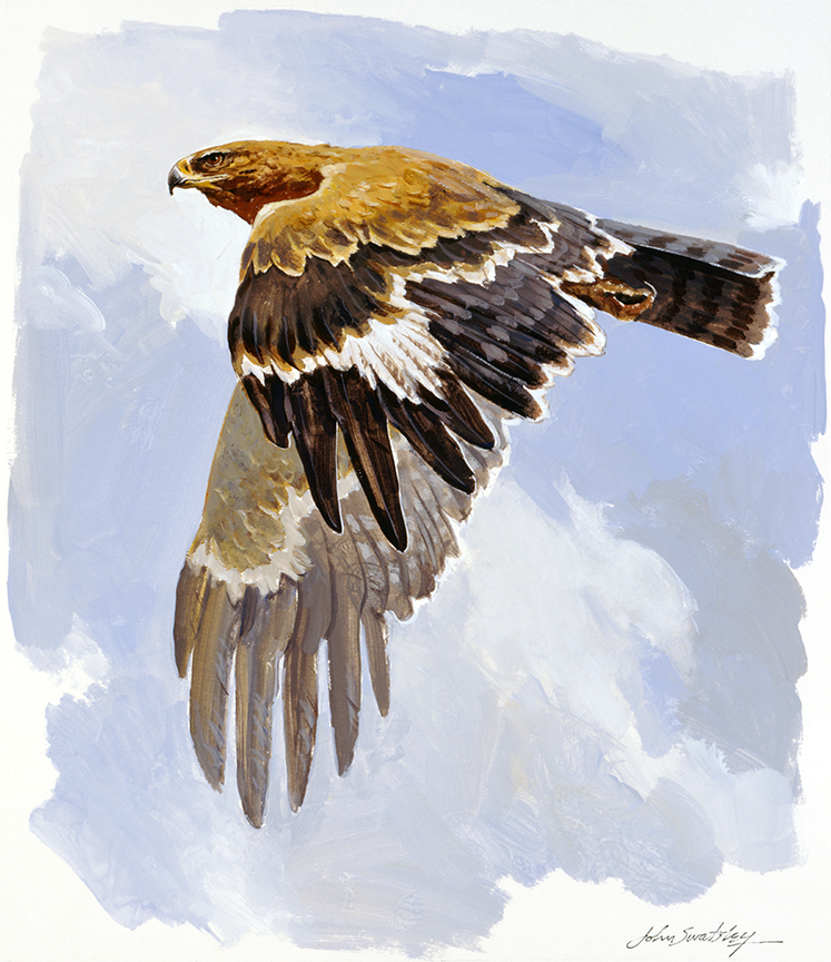 WRSH – Wildlife – Tawny Eagle by John Swatsley B09486 © Wind River Studios Holdings, LLC