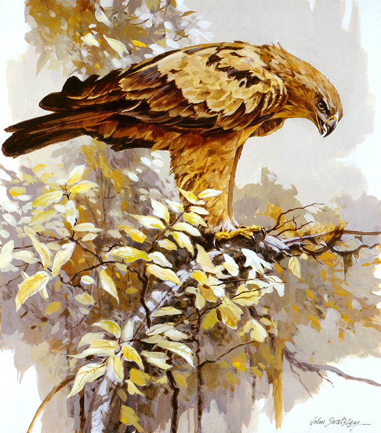 WRSH – Willdife – Tawny Eagle by John Swatsley B07844 © Wind River Studios Holdings, LLC