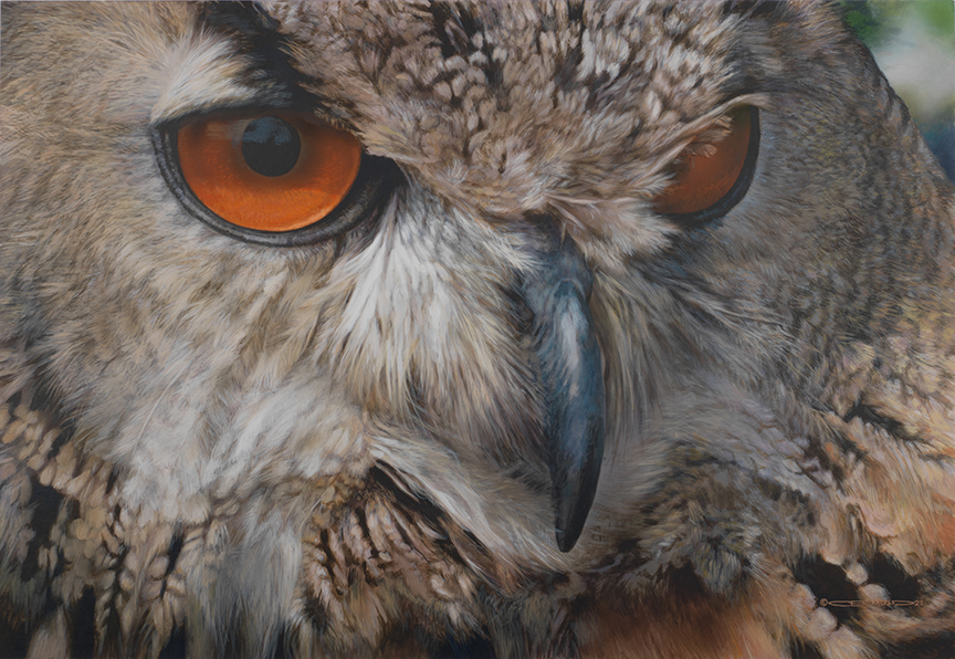CB – Great Horned Owl © Carl Brenders