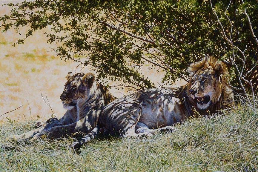 SB – Lion and Lioness Under Tree © Steve Burgess