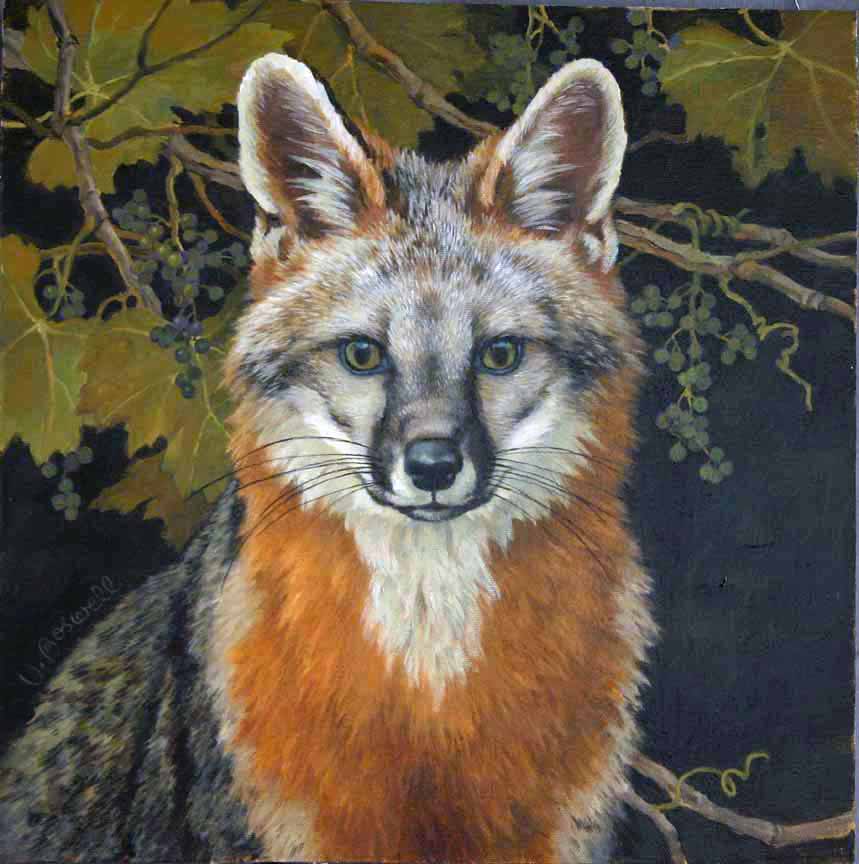 VB – Possum Grapes and Red Fox © Vivian Boswell