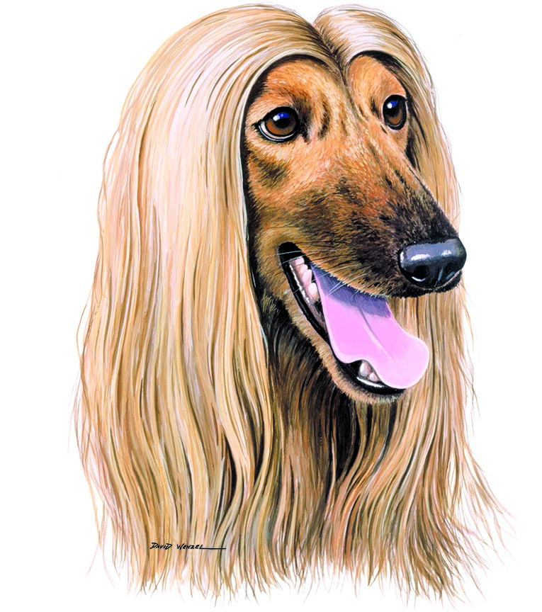 ABH – 1Dogs Afghan Hound 12366 © Art Brands Holdings, LLC