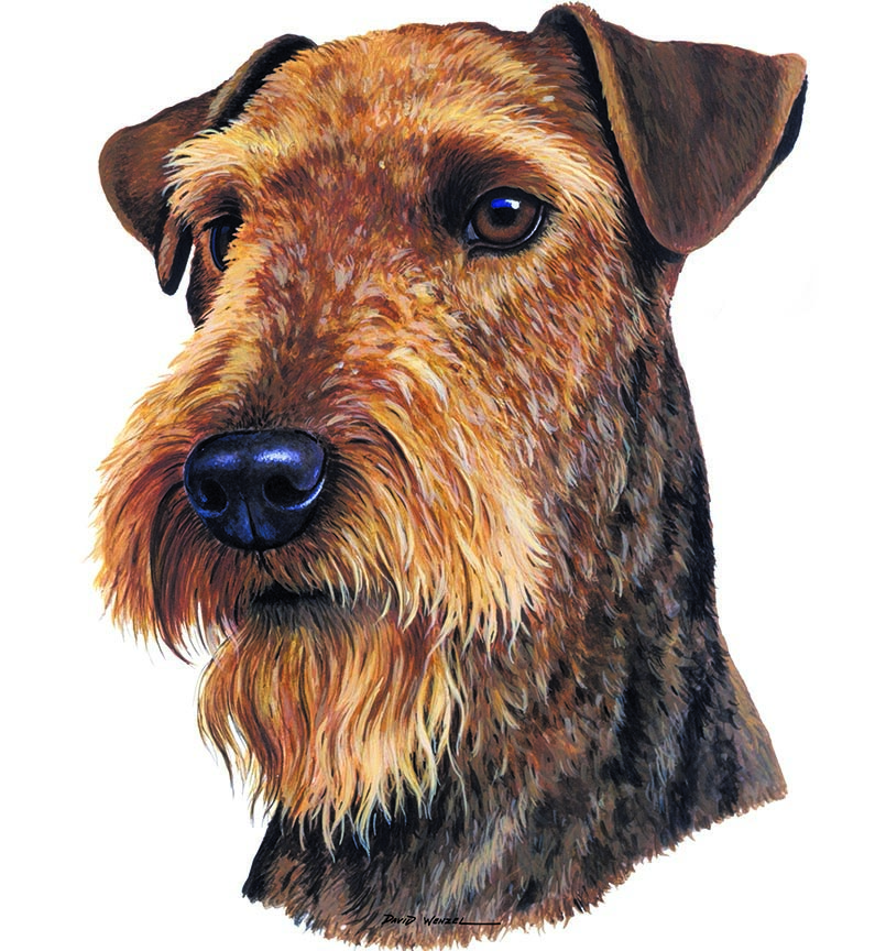 ABH – 1Dogs Airedale Terrier 12394 © Art Brands Holdings, LLC