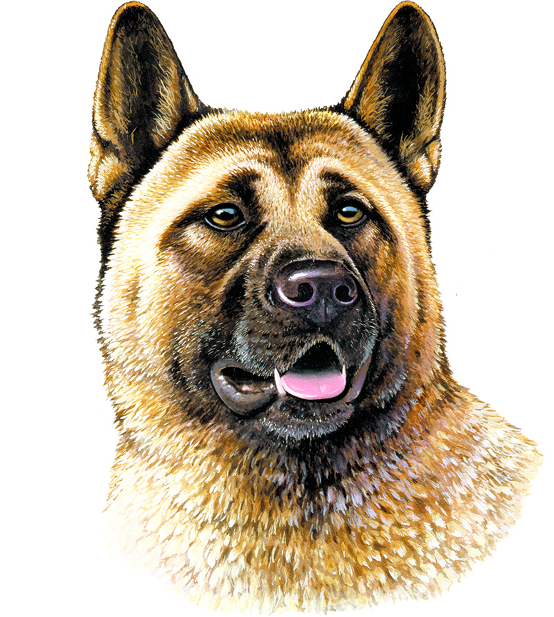 ABH – 1Dogs Akita 12310 © Art Brands Holdings, LLC