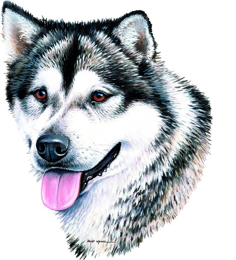 ABH – 1Dogs Alaskan Malamute 12363 © Art Brands Holdings, LLC