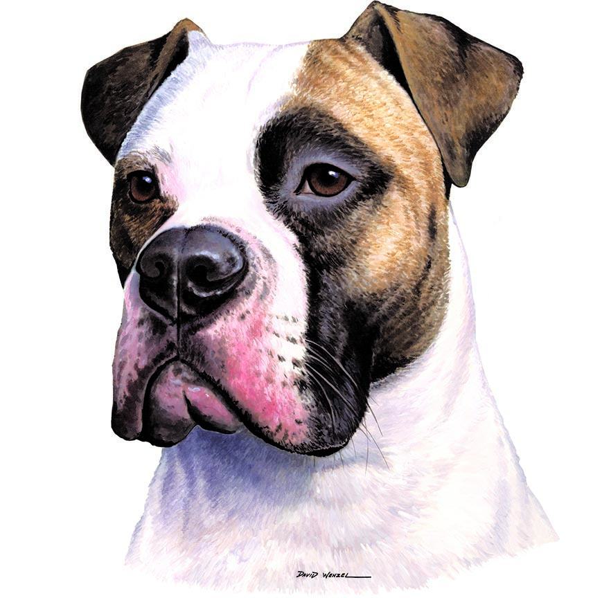 ABH – 1Dogs American Bulldog 12433 © Art Brands Holdings, LLC