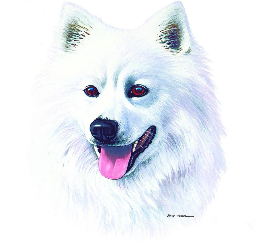 ABH – 1Dogs American Eskimo Dog 12371 © Art Brands Holdings, LLC