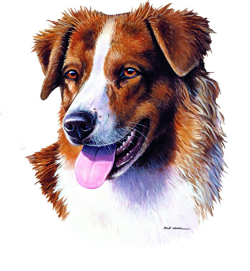 ABH – 1Dogs Australian Shepherd 12321 © Art Brands Holdings, LLC