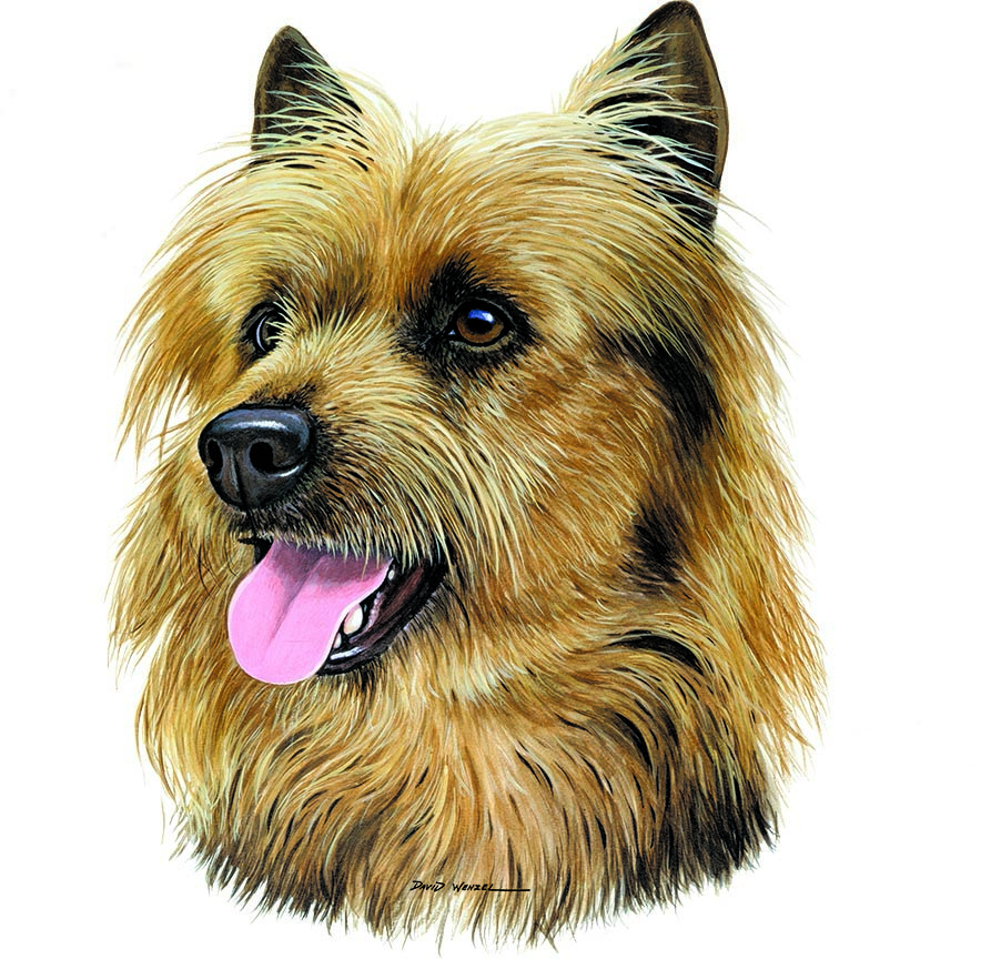 ABH – 1Dogs Australian Terrier 12383 © Art Brands Holdings, LLC