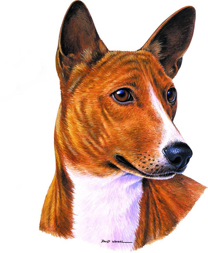 ABH – 1Dogs Basenji 12391 © Art Brands Holdings, LLC