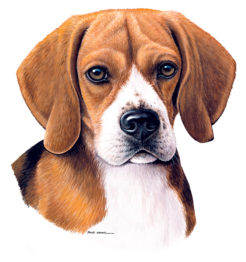 ABH – 1Dogs Beagle 12340 © Art Brands Holdings, LLC
