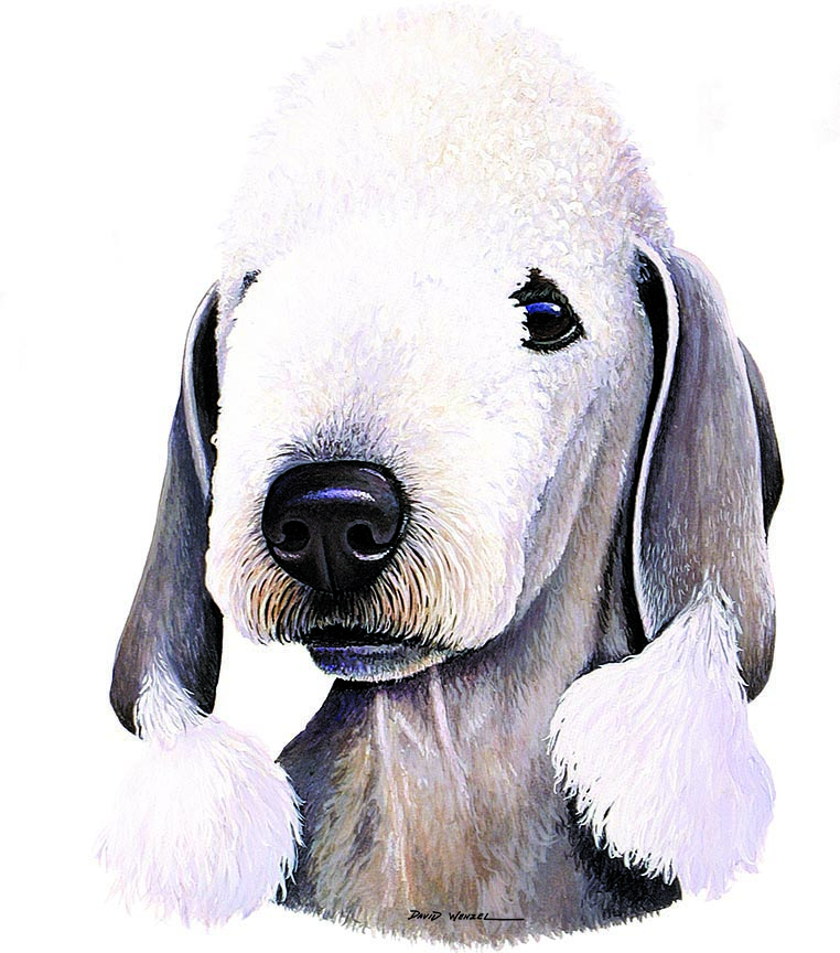 ABH – 1Dogs Bedlington Terrier 12390 © Art Brands Holdings, LLC