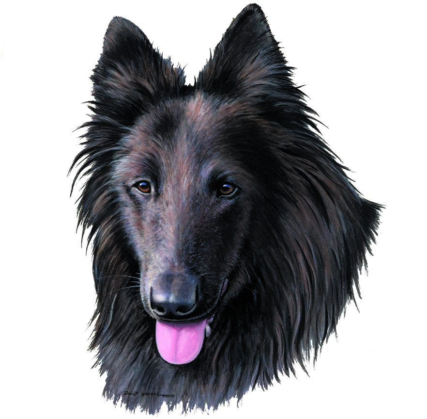 ABH – 1Dogs Belgian Sheepdog 12434 © Art Brands Holdings, LLC