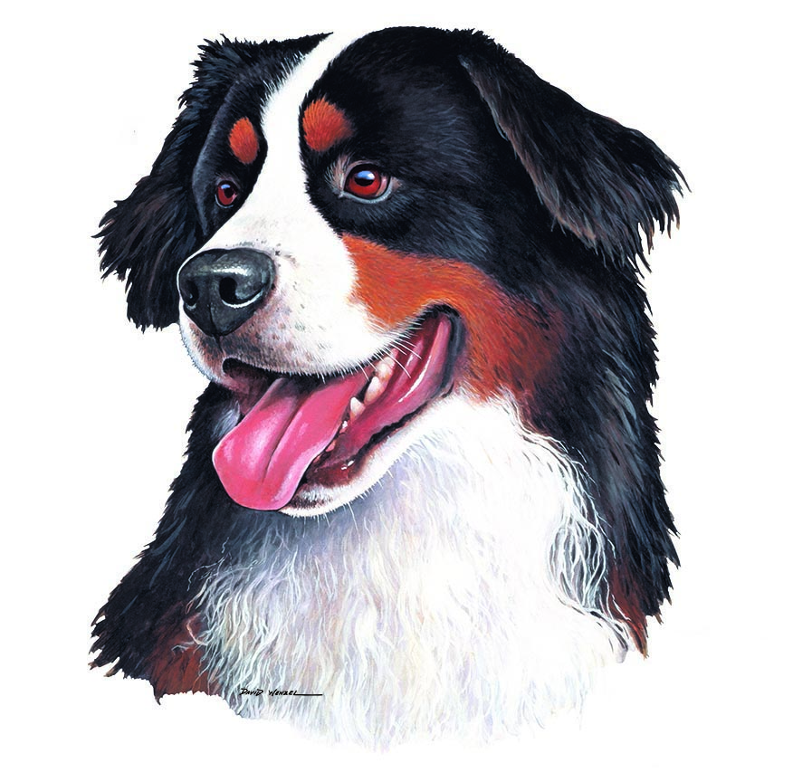 ABH – 1Dogs Bernese Mountain Dog 12302 © Art Brands Holdings, LLC