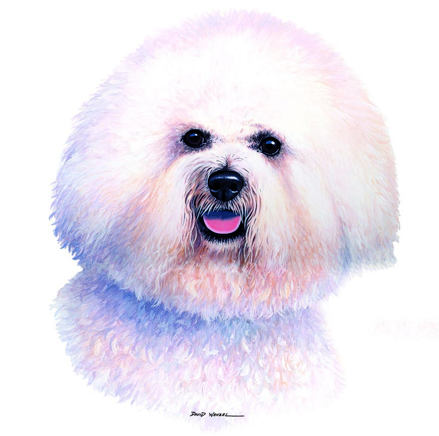 ABH – 1Dogs Bichon Frise 12358 © Art Brands Holdings, LLC