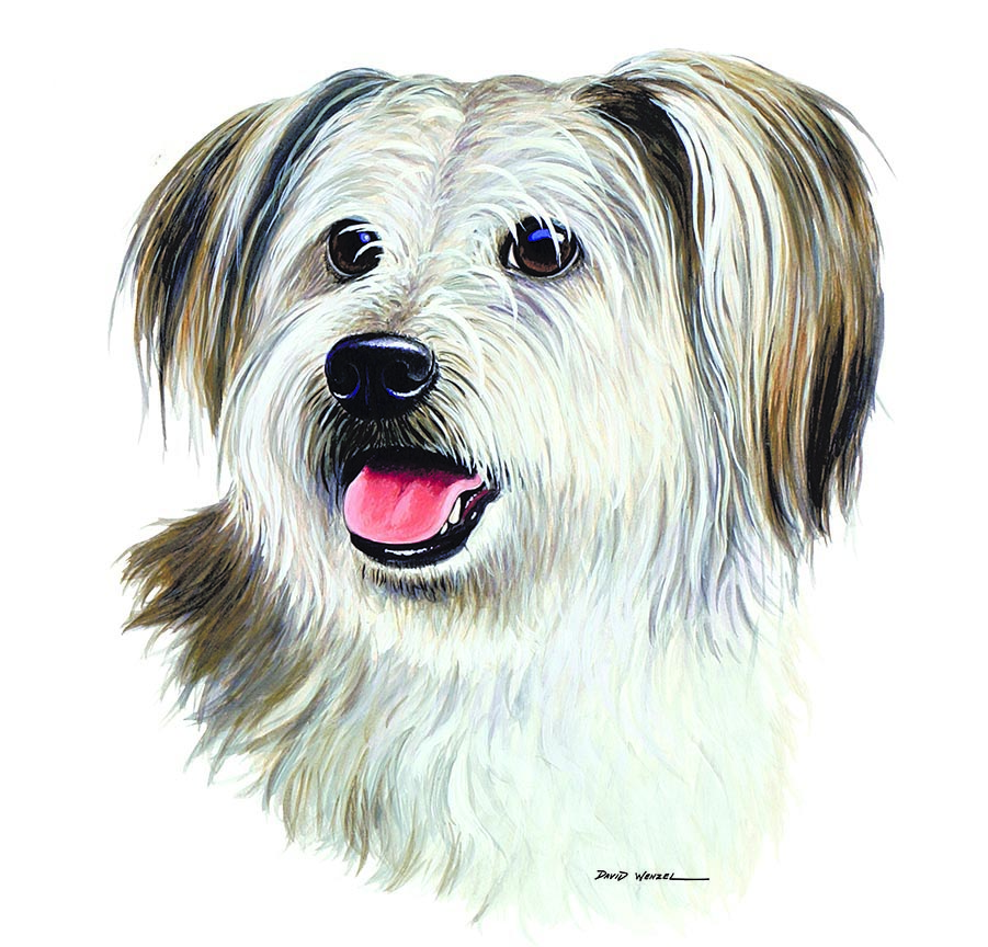 ABH – 1Dogs Bichon Yorkie 12430 © Art Brands Holdings, LLC