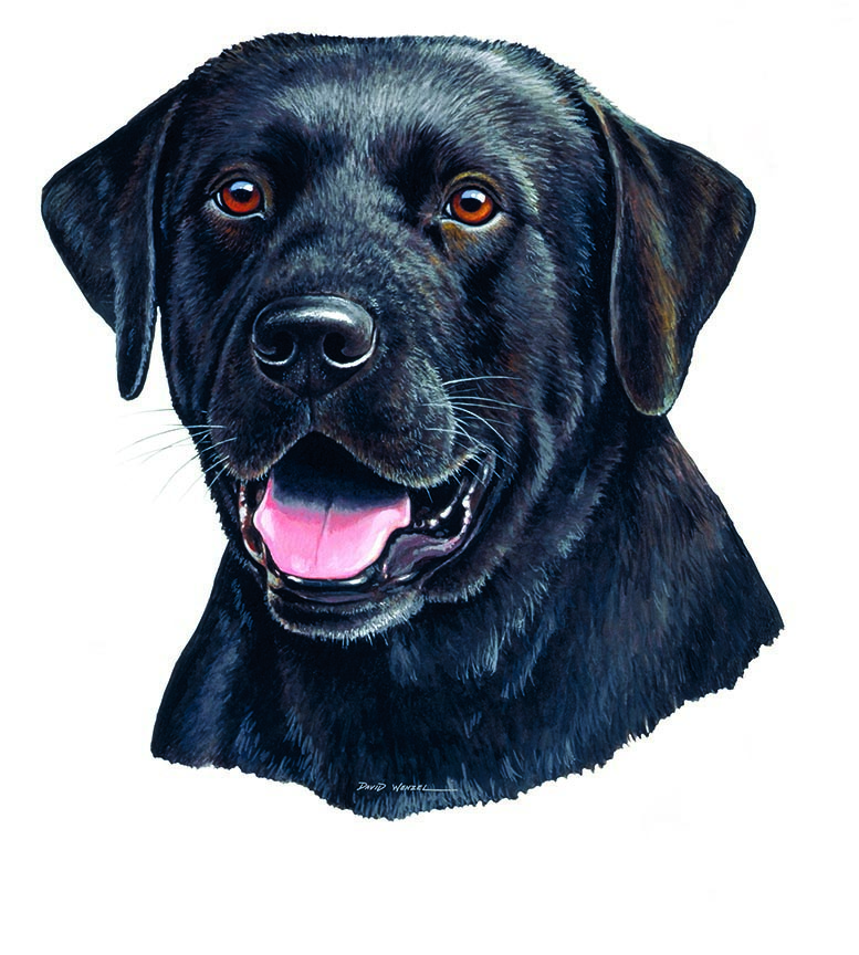 ABH – 1Dogs Black Labrador Retriever 12324 © Art Brands Holdings, LLC