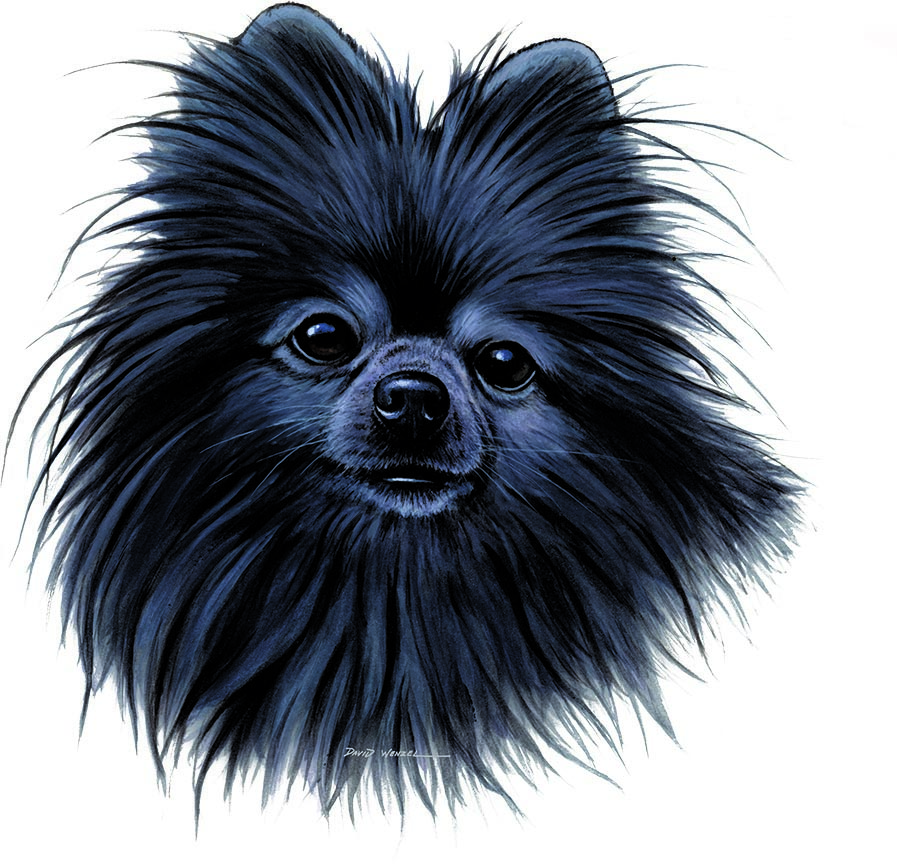 ABH – 1Dogs Black Pomeranian 12437 © Art Brands Holdings, LLC