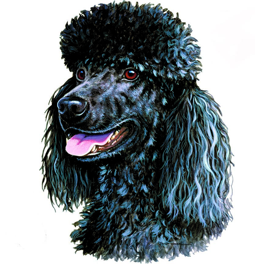 ABH – 1Dogs Black Poodle 12357 © Art Brands Holdings, LLC