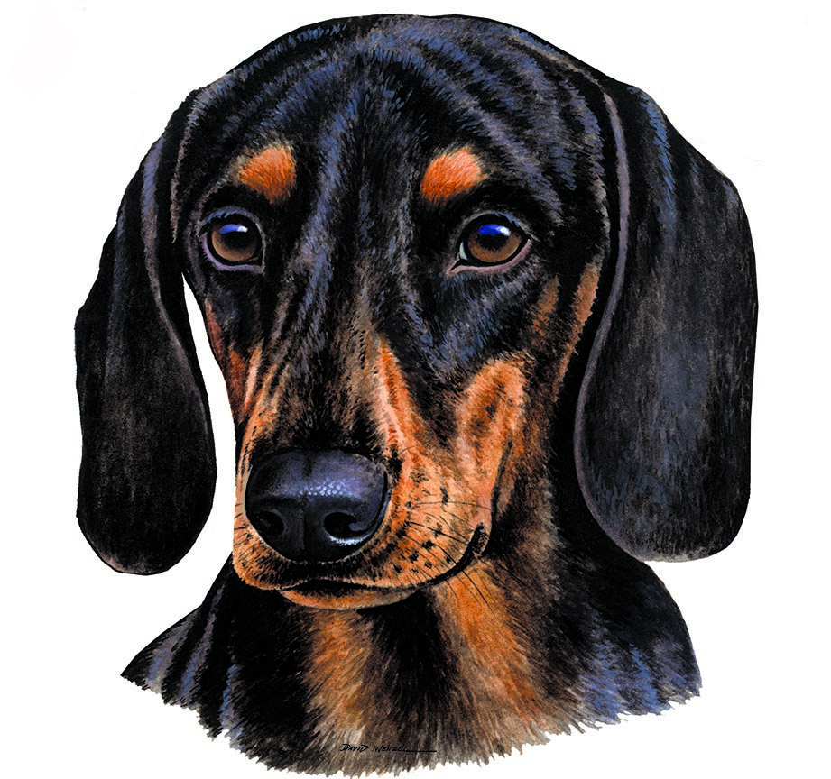 ABH – 1Dogs Black and Tan Dachshund 12435 © Art Brands Holdings, LLC