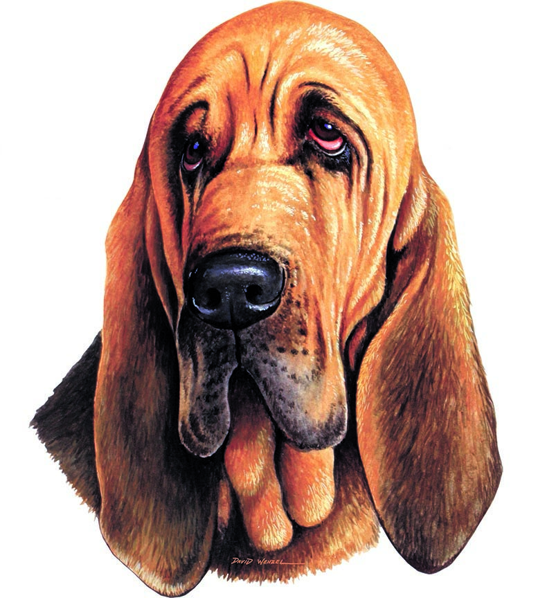 ABH – 1Dogs Bloodhound 12409 © Art Brands Holdings, LLC