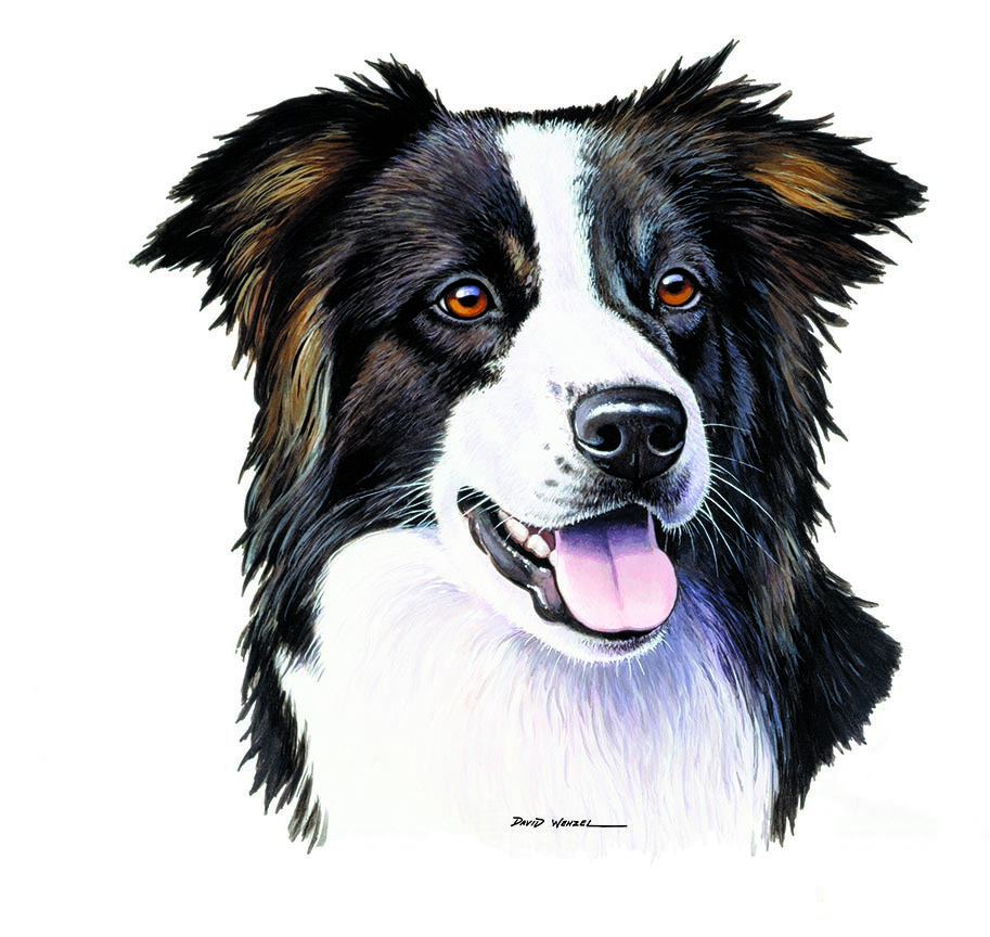 ABH – 1Dogs Border Collie 12325 © Art Brands Holdings, LLC