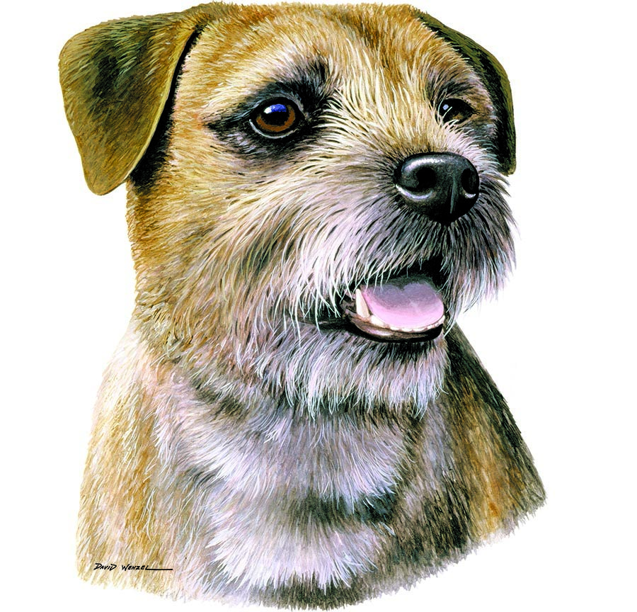 ABH – 1Dogs Border Terrier 12377 © Art Brands Holdings, LLC