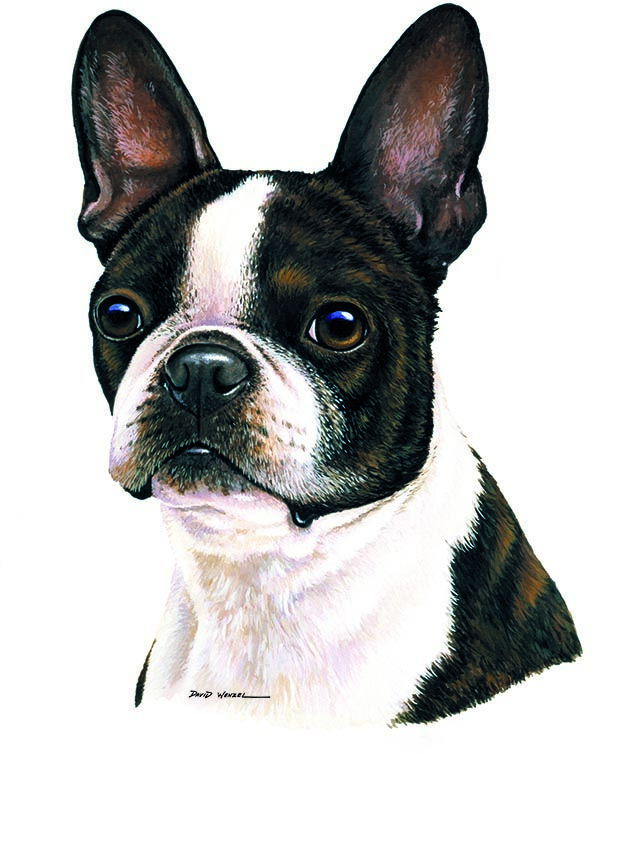 ABH – 1Dogs Boston Terrier 12330 © Art Brands Holdings, LLC