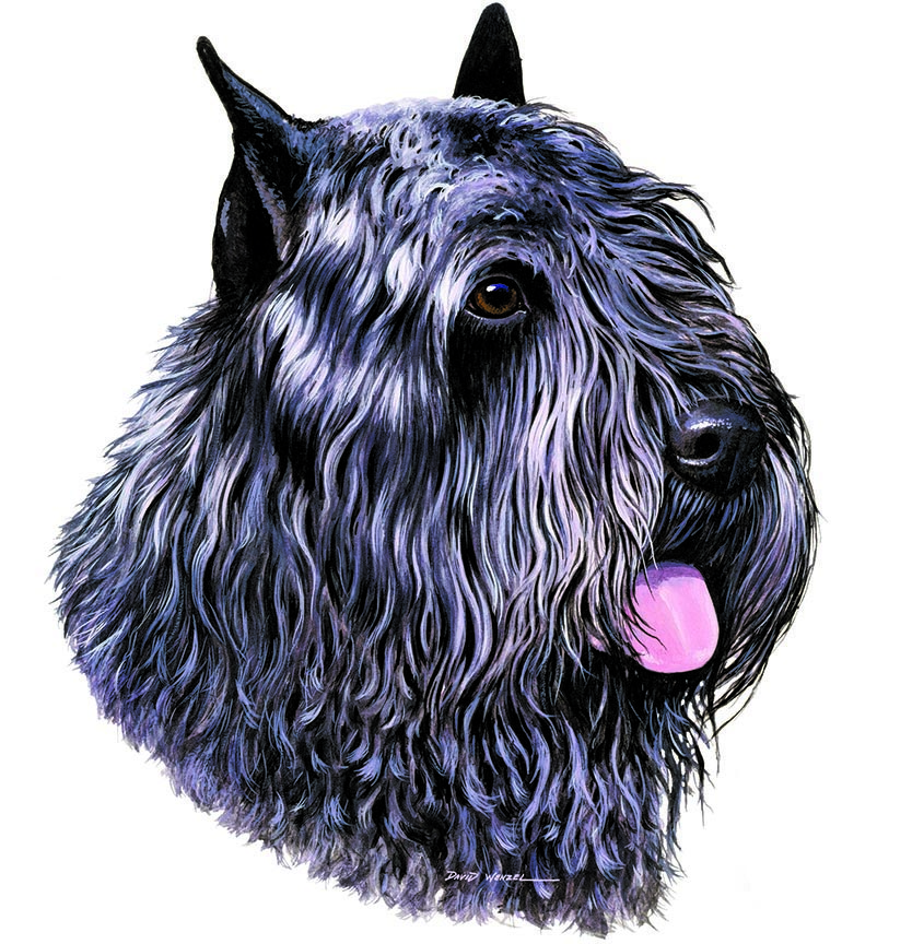 ABH – 1Dogs Bouvier des Flandres 12401 © Art Brands Holdings, LLC