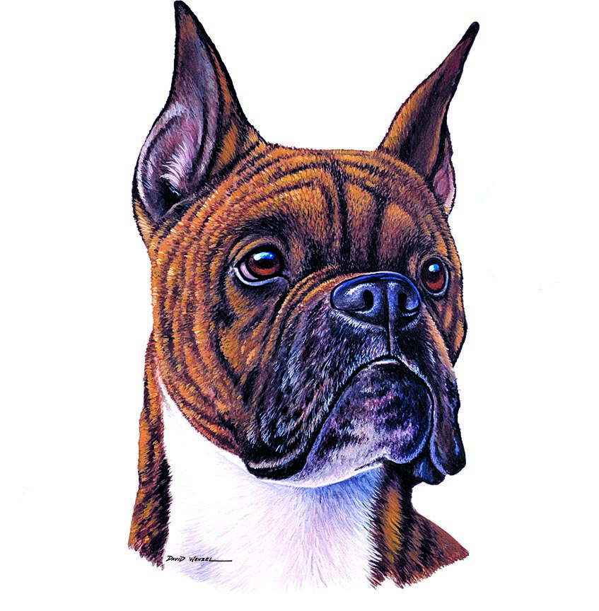 ABH – 1Dogs Boxer 12345 © Art Brands Holdings, LLC