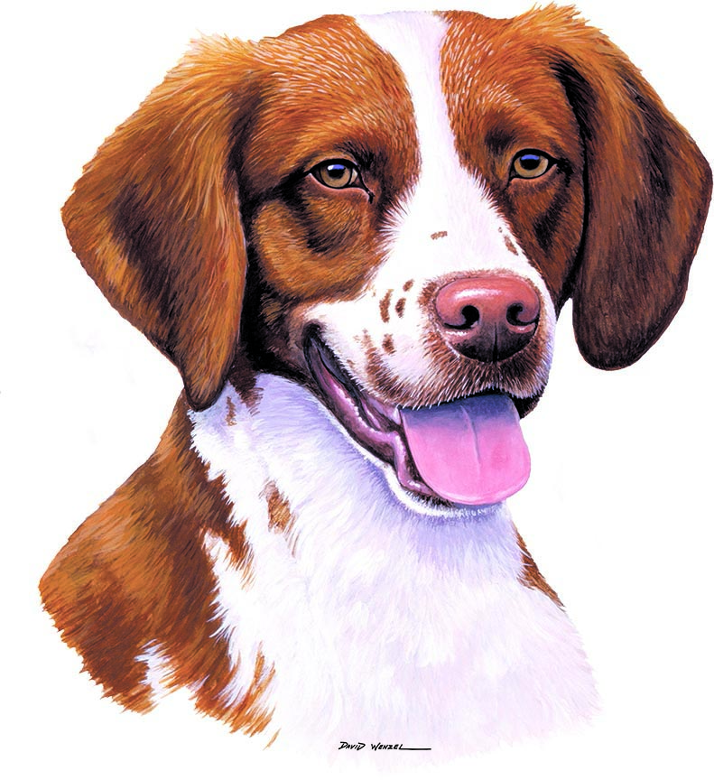 ABH – 1Dogs Brittany Spaniel 12334 © Art Brands Holdings, LLC