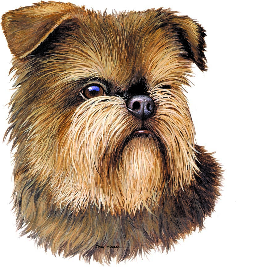 ABH – 1Dogs Brussels Griffon 12379 © Art Brands Holdings, LLC