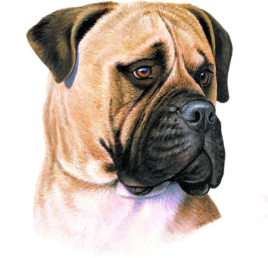 ABH – 1Dogs Bull Mastiff 12369 © Art Brands Holdings, LLC