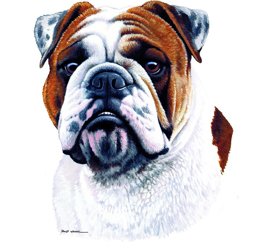 ABH – 1Dogs Bulldog 12304 © Art Brands Holdings, LLC
