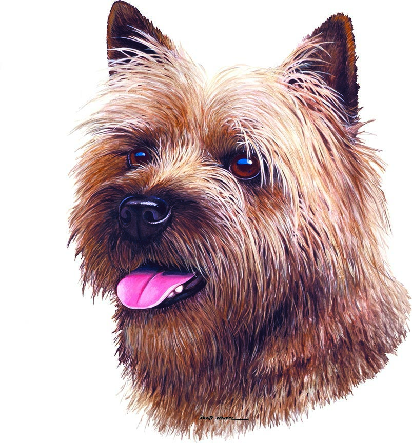 ABH – 1Dogs Cairn Terrier 12341 © Art Brands Holdings, LLC