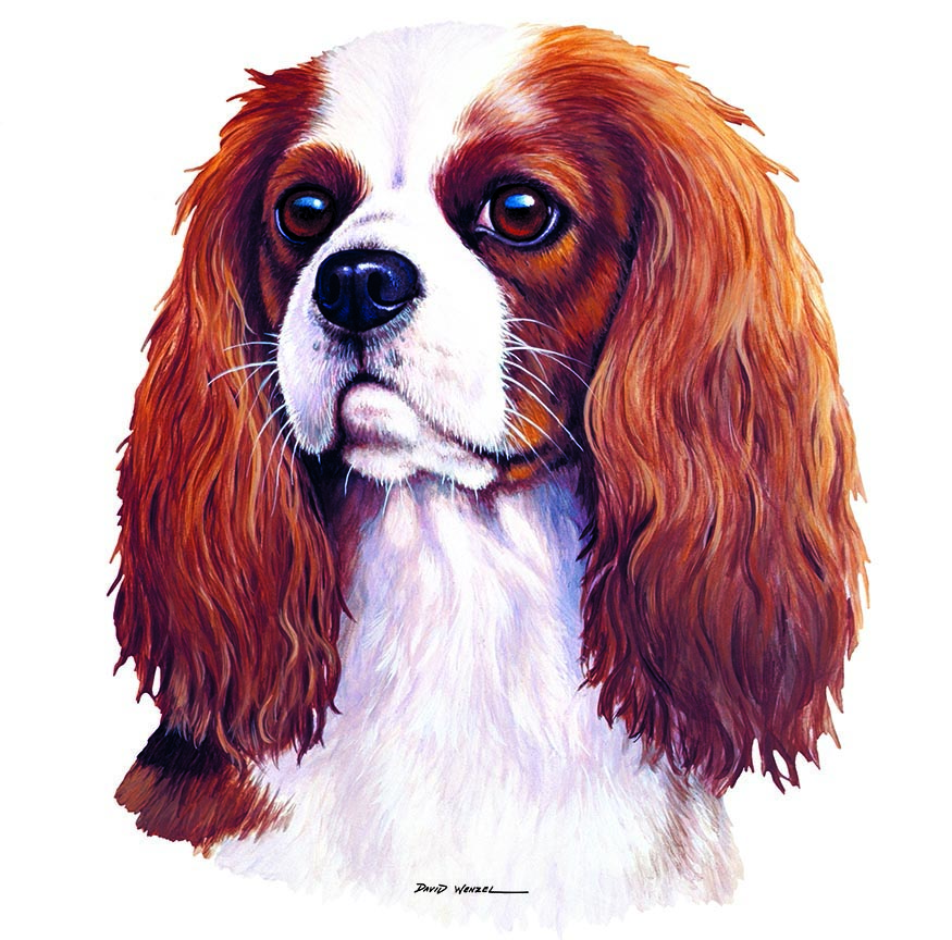 ABH – 1Dogs Cavalier King Charles Spaniel 12348 © Art Brands Holdings, LLC