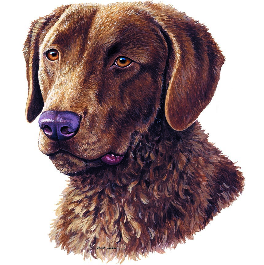 ABH – 1Dogs Chesapeake Bay Retriever 12397 © Art Brands Holdings, LLC