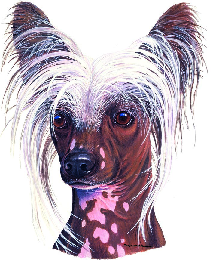 ABH – 1Dogs Chinese Crested 12405 © Art Brands Holdings, LLC