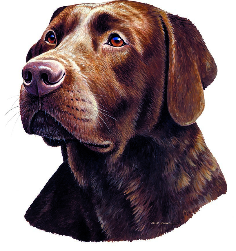 ABH – 1Dogs Chocolate Labrador Retriever 12328 © Art Brands Holdings, LLC