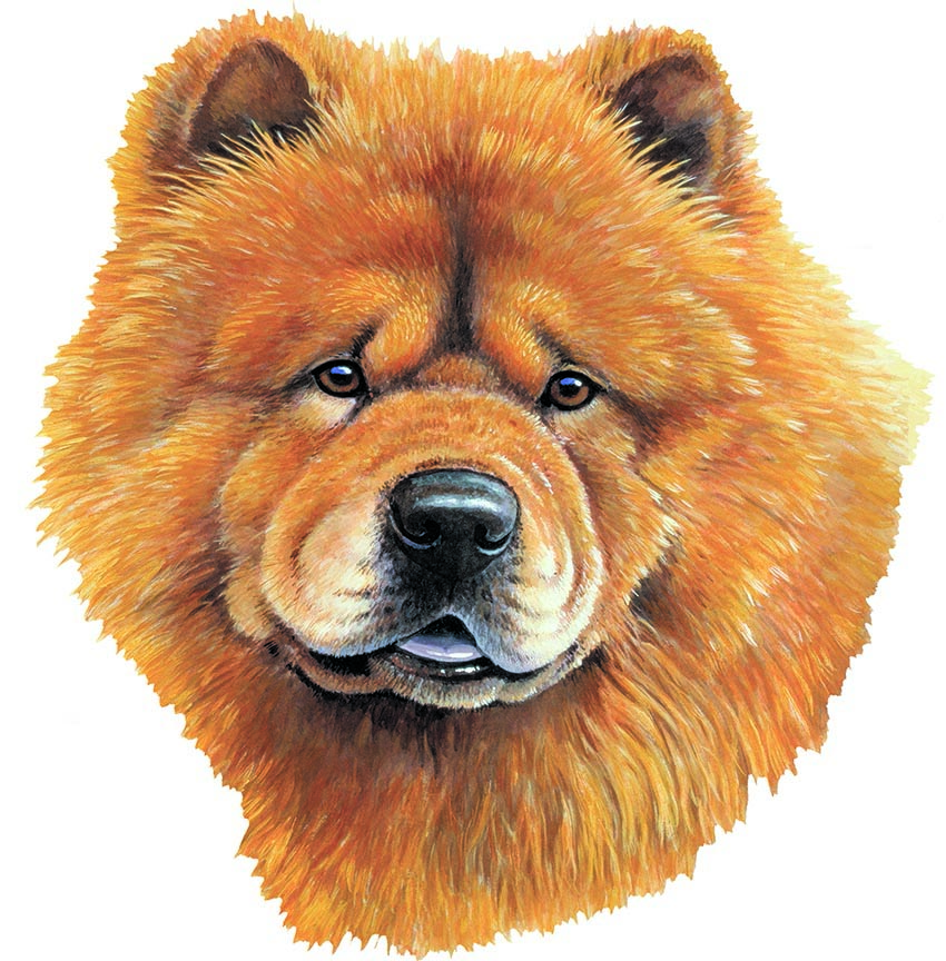 ABH – 1Dogs Chow Chow 12313 © Art Brands Holdings, LLC