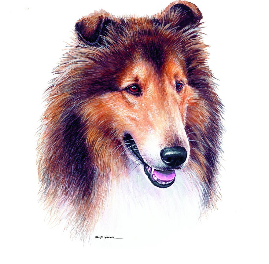 ABH – 1Dogs Collie 12317 © Art Brands Holdings, LLC