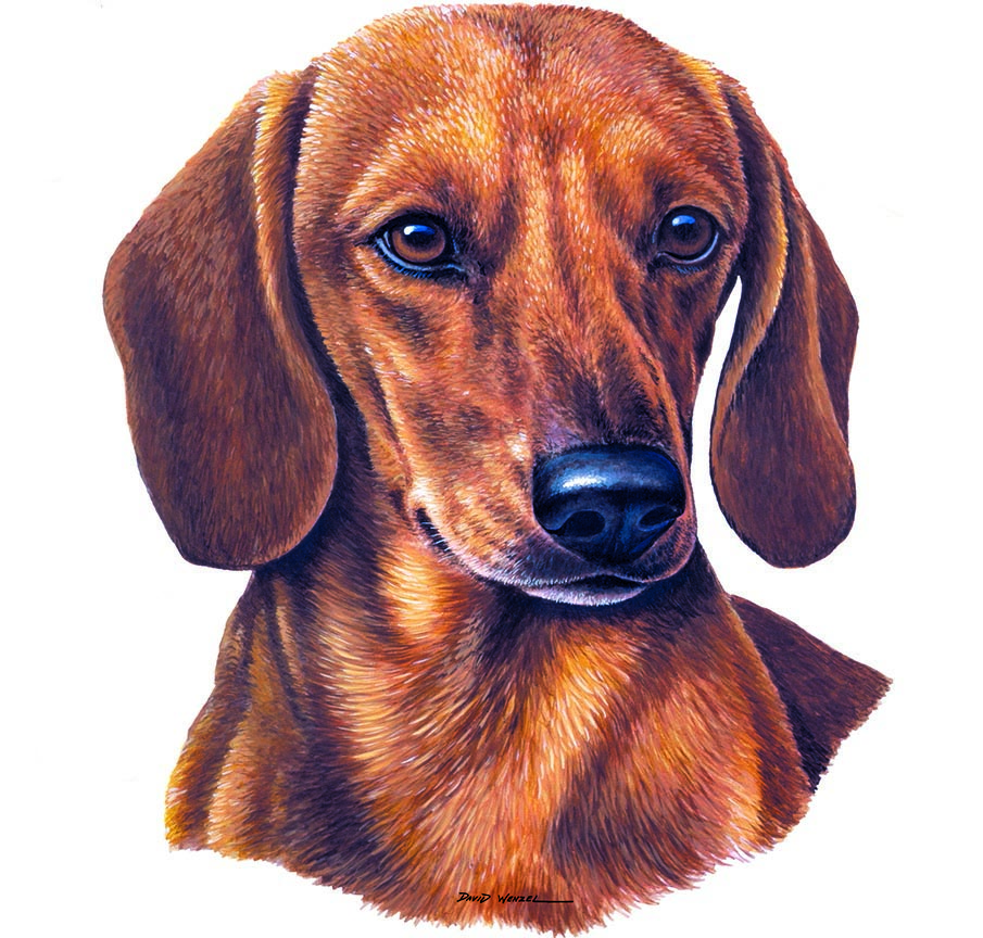 ABH – 1Dogs Dachshund 12343 © Art Brands Holdings, LLC