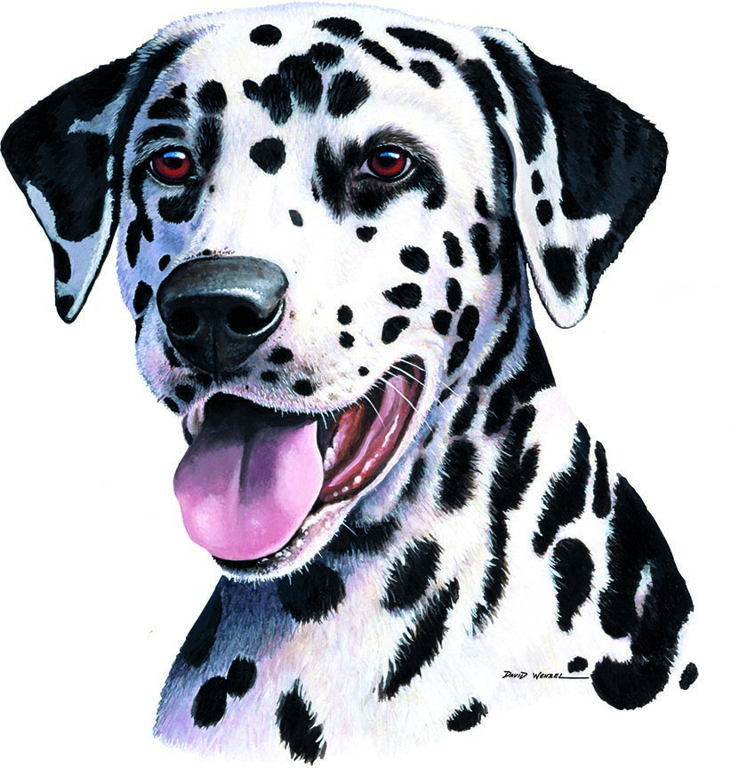 ABH – 1Dogs Dalmatian 12307 © Art Brands Holdings, LLC