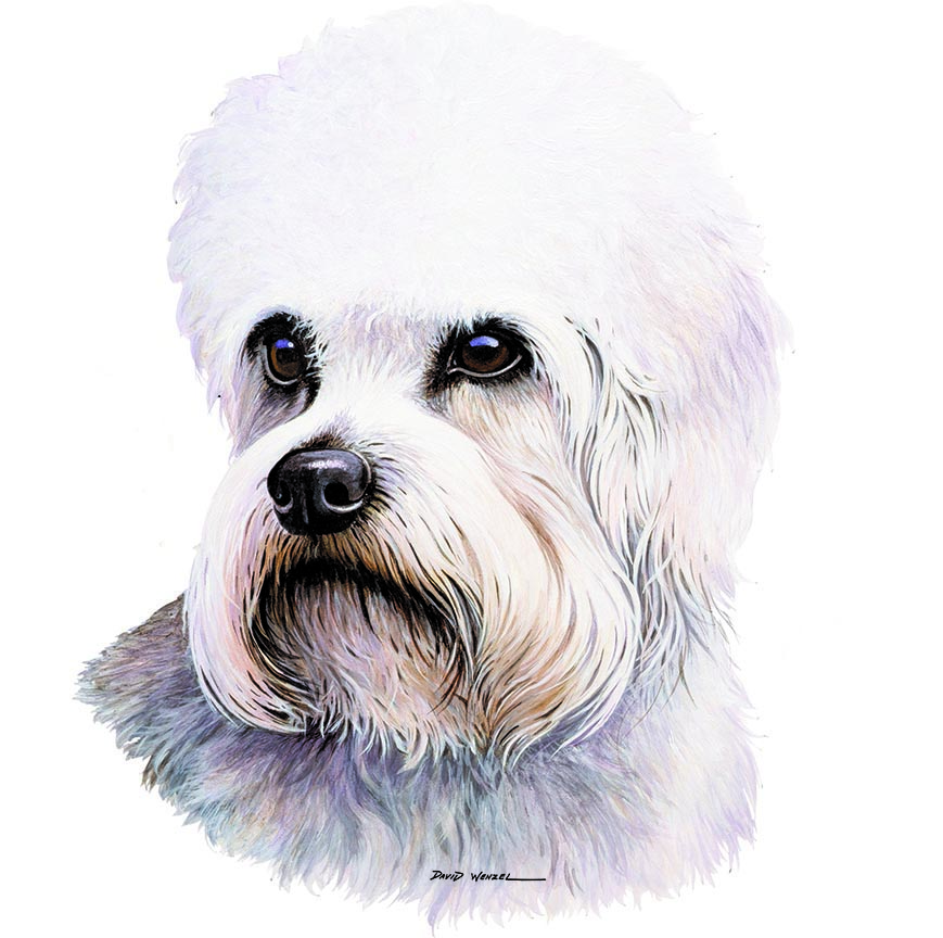 ABH – 1Dogs Dandie Dinmont Terrier 12374 © Art Brands Holdings, LLC