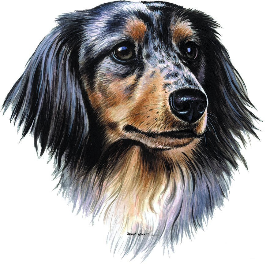 ABH – 1Dogs Dapple Dachshund 12438 © Art Brands Holdings, LLC