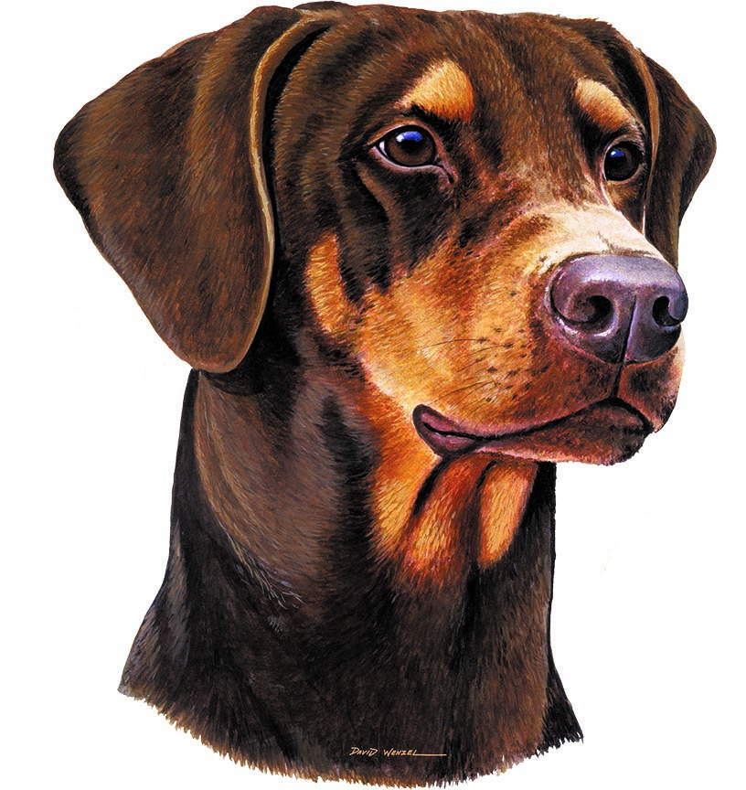 ABH – 1Dogs Doberman Pinscher 08736 © Art Brands Holdings, LLC