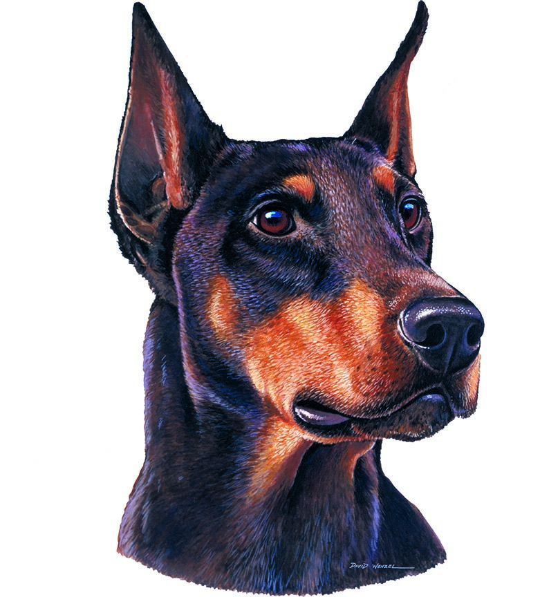 ABH – 1Dogs Doberman Pinscher 12331 © Art Brands Holdings, LLC