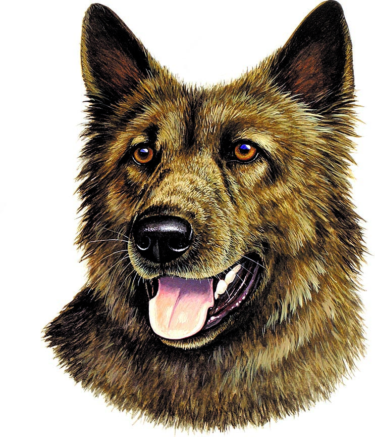 ABH – 1Dogs Dutch Shepherd 12367 © Art Brands Holdings, LLC